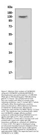 Anti-CACNA2D2 Antibody Picoband™