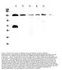Anti-NEDD4-2/NEDD4L Antibody Picoband™