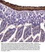 Anti-Myosin light chain kinase/MYLK Antibody Picoband™