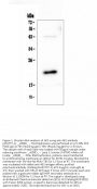 Anti-AES Antibody Picoband™