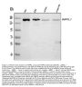 Anti-INPPL1 Antibody Picoband™