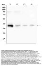 Anti-RP2 Antibody Picoband™