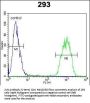 Anti-C-Jun Antibody