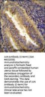 Anti-C-Jun Antibody