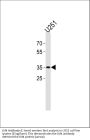 Anti-C-Jun Antibody