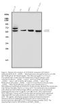 Anti-CD73/Nt5e Antibody Picoband™