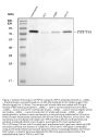 Anti-TRPV6 Antibody Picoband™