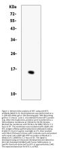 Anti-BTC Antibody Picoband™