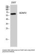 Anti-Sentrin-specific protease 2 SENP2 Rabbit Polyclonal Antibody