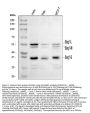 Anti-BAG1 Antibody Picoband™