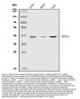 Anti-NDEL1 Antibody Picoband™