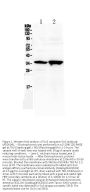 Anti-Six3 Antibody Picoband™