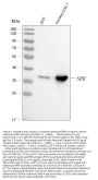 Anti-Serine racemase/SRR Antibody Picoband™