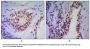 Anti-Nkx-3.1 Monoclonal Antibody