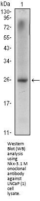 Anti-Nkx-3.1 Monoclonal Antibody