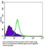 Anti-Nkx-3.1 Monoclonal Antibody