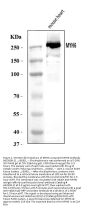 Anti-MYH6 Antibody Picoband™