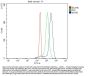 Anti-MYH6 Antibody Picoband™