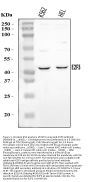 Anti-E2F3 Antibody Picoband™