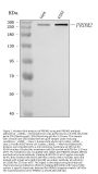 Anti-PRDM2 Antibody Picoband™