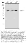 Anti-DR3/Tnfrsf25 Antibody Picoband™