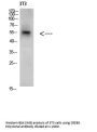 Anti-CREB3 Antibody