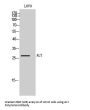 Anti-ALY ALYREF Antibody