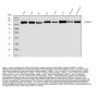 Anti-hnRNP U/p120/HNRNPU Antibody Picoband™
