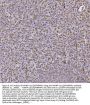 Anti-hnRNP U/p120/HNRNPU Antibody Picoband™