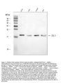 Anti-ARL1 Antibody Picoband™