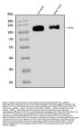 Anti-SV2A Antibody Picoband™