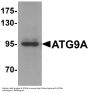 Anti-Autophagy-related protein 9A ATG9A Antibody