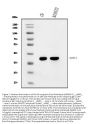 Anti-Elovl4 Antibody Picoband™