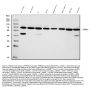 Anti-PRDM14 Antibody Picoband™