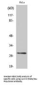 Anti-14-3-3 theta/ tau YWHAQ Antibody