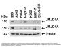 Anti-JMJD1A KDM3A Antibody