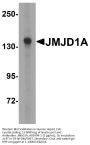 Anti-JMJD1A KDM3A Antibody