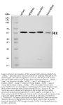 Anti-FRK Antibody Picoband™