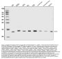 Anti-EIF1 Antibody Picoband™