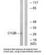 Anti-C1QB Antibody