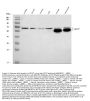 Anti-RGS7 Antibody Picoband™