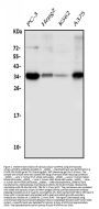 Anti-Sprouty 4/Spry-4/SPRY4 Antibody Picoband™