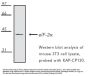 Anti-EIF2 Alpha Eif2s1 Antibody