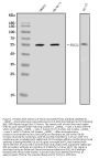 Anti-FOXJ1 Antibody Picoband™