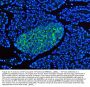 Anti-Synaptophysin/SYP Picoband™ Antibody