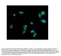 Anti-Synaptophysin/SYP Picoband™ Antibody