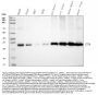 Anti-ETFA Antibody Picoband™