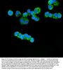 Anti-ETFA Antibody Picoband™