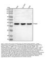 Anti-TFB2M Antibody Picoband™