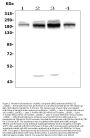 Anti-UBR2 Picoband™ Antibody